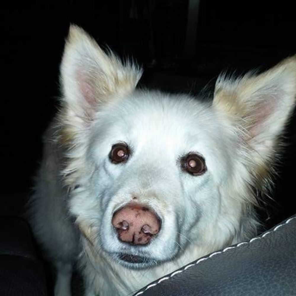 Meet your Posher, Jennifer